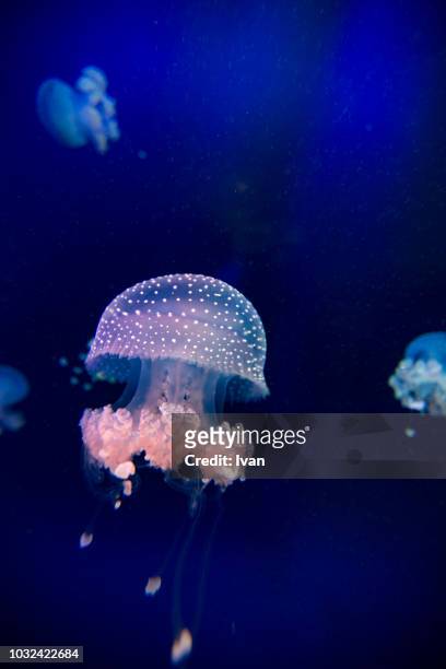 jellyfish float in the water - buceo de profundidad fotografías e imágenes de stock