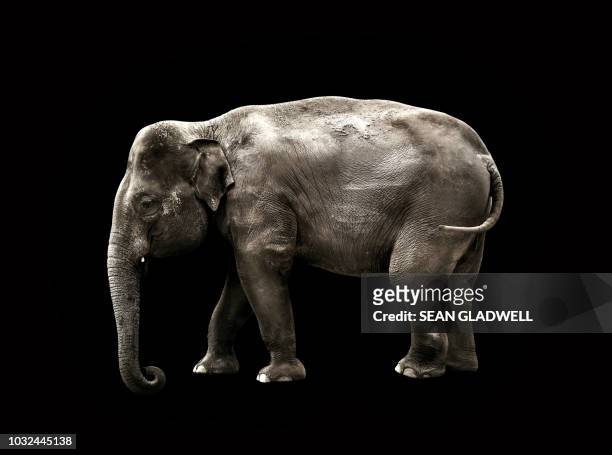 elephant on black background - asian elephant stock pictures, royalty-free photos & images