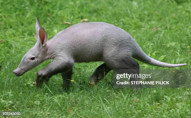 Baby aardvark walks through its enclosure on July 30, 2010 at the zoo in Berlin. The animal born in May 2010 at the zoo was injured by its mother, so...
