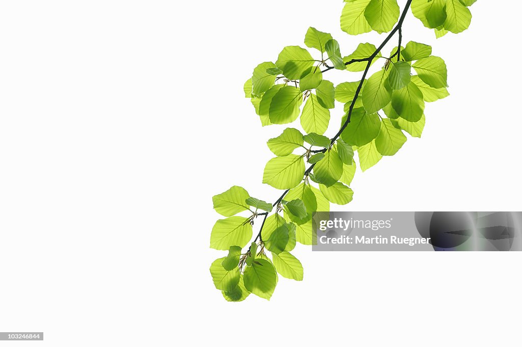 European Beech (Fagus sylvatica),