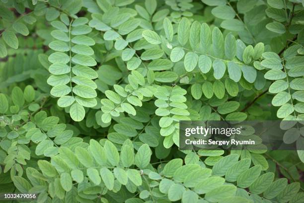 green leaves background - acacia tree fotografías e imágenes de stock