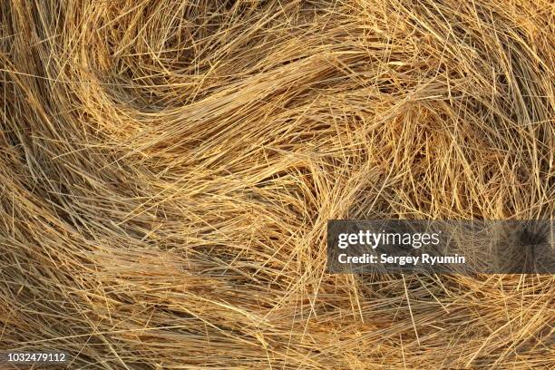 straw shined with the morning sun as an abstract background - fieno foto e immagini stock
