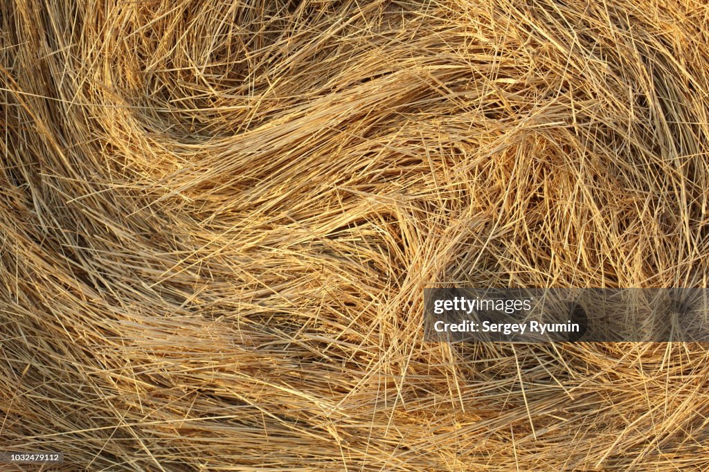 Straw shined with the morning sun as an abstract background