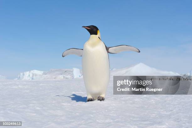 emperor penguin (aptenodytes forsteri). - kaiserpinguin stock-fotos und bilder