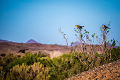 A Yellow Headed Blackbird in Yuma, Arizona