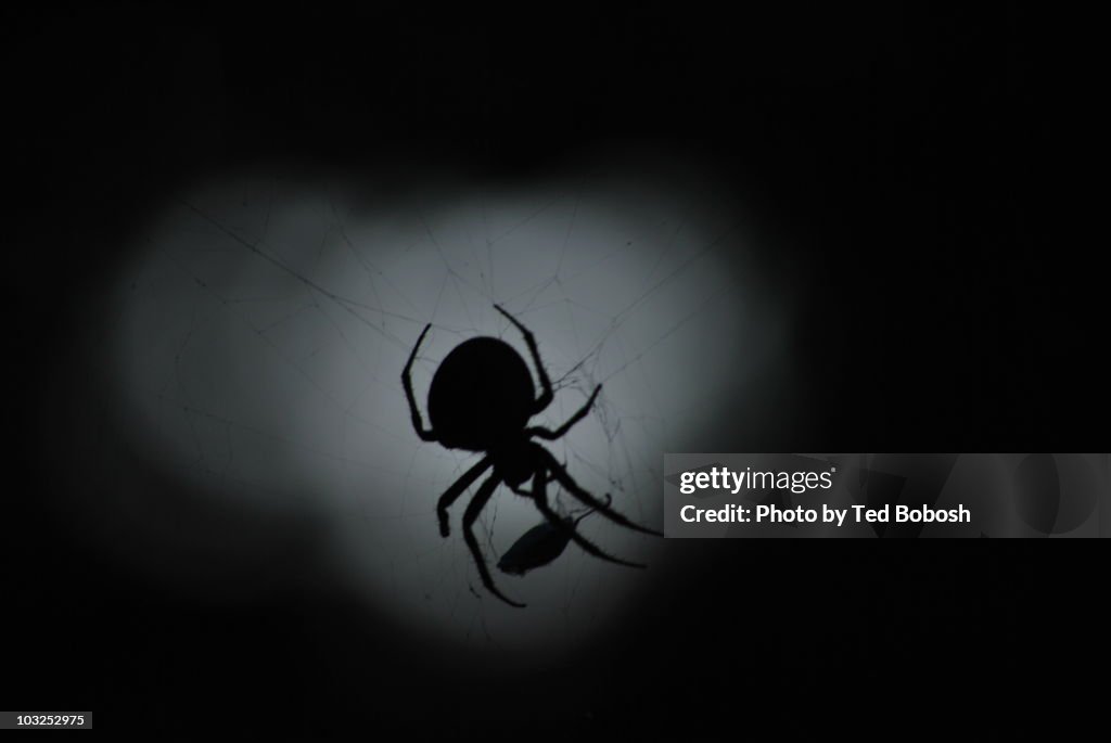 Spider and Prey