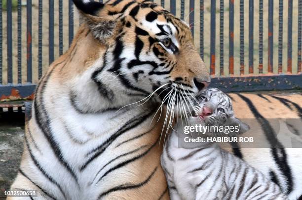 5,254 Giant Tiger Photos and Premium High Res Pictures - Getty Images 5,254 Giant Tiger Photos and Premium High Res Pictures - Getty Images