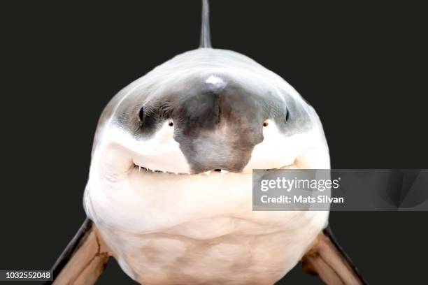 shark - animal nose imagens e fotografias de stock