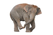 Asian elephant isolated on white background (Male)