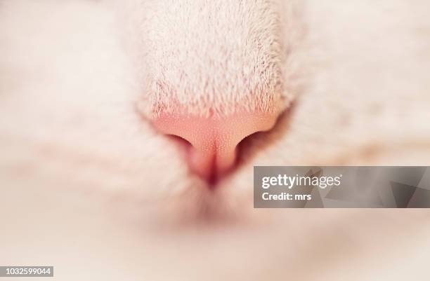 white cat nose - animal nose stock pictures, royalty-free photos & images