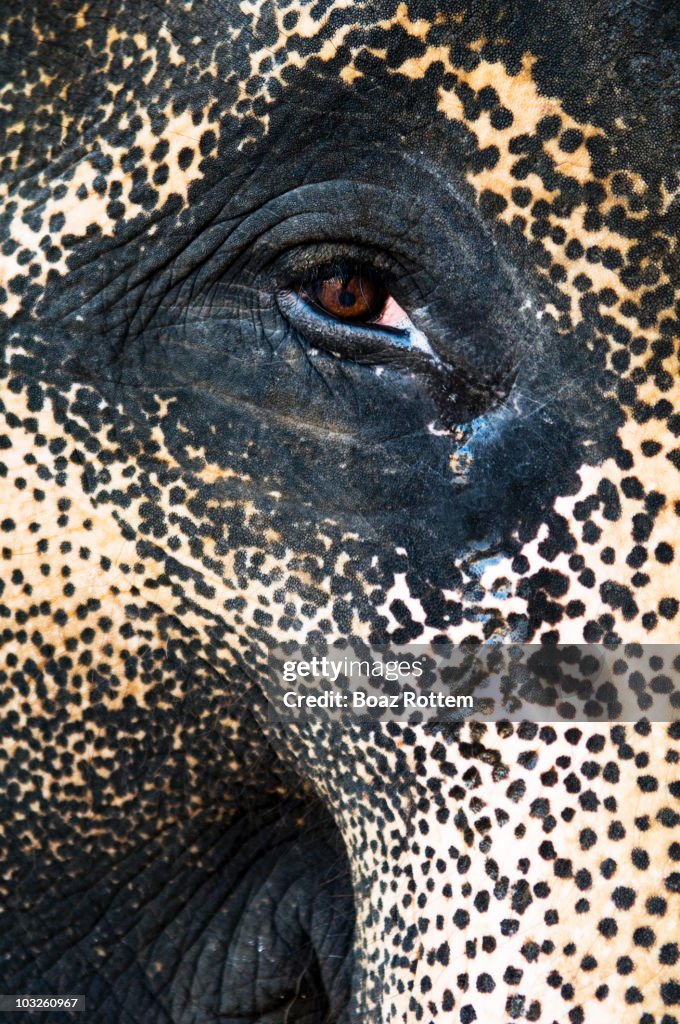 Asian elephant  eye