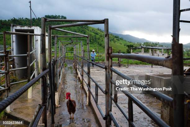 Employee, Ramiro Cruz Tejada opens the gate for cows to enter the barn on an early August morning, at the Mendoza Benitez Dairy Farm in Naguabo....