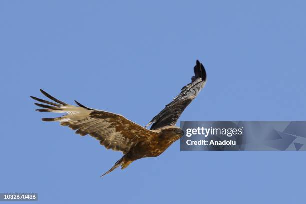 Turkey Flying Insects 45 Wild Turkey Flying Stock Photos, High-Res Pictures, and Images ...