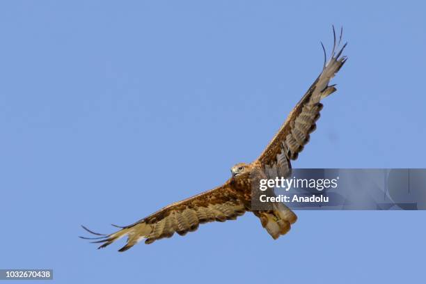 Turkey Flying Insects 45 Wild Turkey Flying Stock Photos, High-Res Pictures, and Images ...