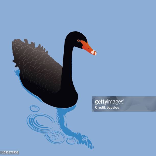 black swan on a lake - black swans stock illustrations