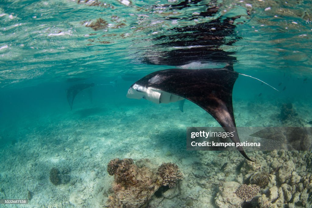 Maldives Rays Manta Rays In Hanifaru Bay Maldives High-Res Stock Photo - Getty Images