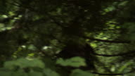 preview clip thumb