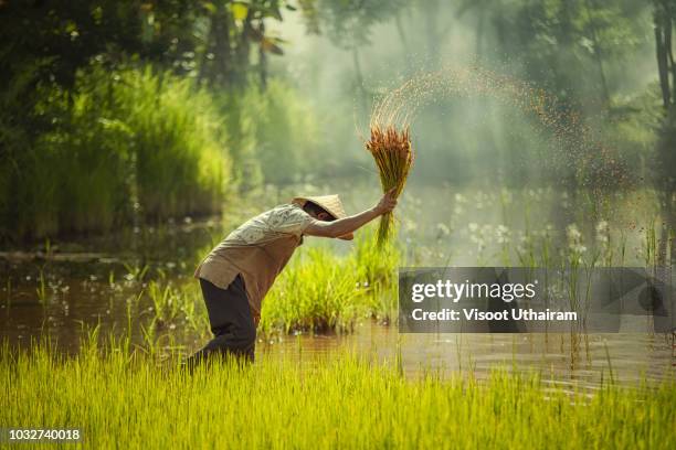 asia farmer transplanted rice seedlings to be sent for planting in rice field - cambodia ストックフォトと画像