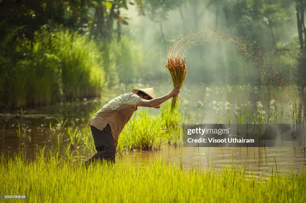 Transplanted Rice Asia Farmer Transplanted Rice Seedlings To Be Sent For Planting In Rice ...