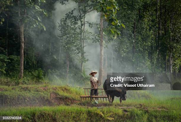 asia farmers are using buffalo to plow preparing rice - an ox stock-fotos und bilder
