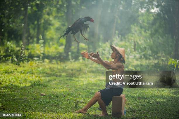 Asian Farmer Are Training His Fighting Cock At Countryside High-Res Stock Photo