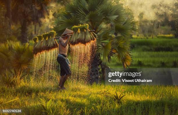 farmer are planting rice in the fields against spring green background. - indonesian farmer fotografías e imágenes de stock