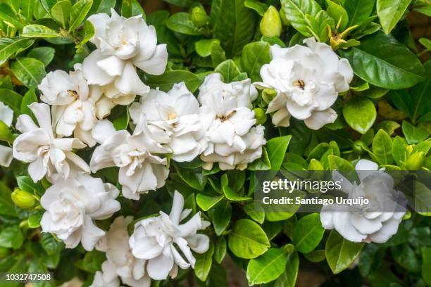 fotos e imágenes de Gardenia - Getty Images fotos e imágenes de Gardenia - Getty Images