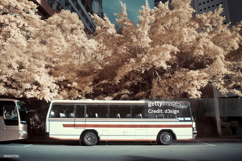 Trees and tour buses