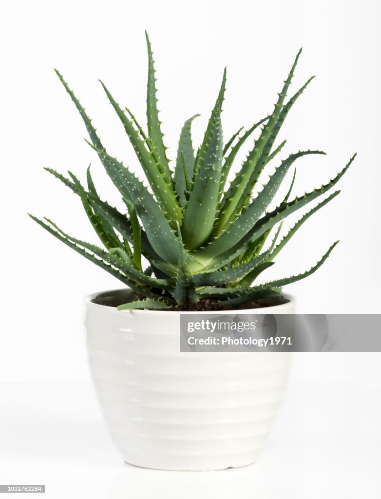 Primo piano della pianta in vaso su sfondo bianco