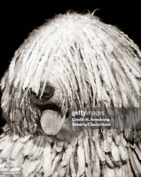 1950s KOMONDOR DOG HEAD WITH TONGUE OUT COVERED IN LONG CORDED MATTED COAT LOOKS LIKE DREADLOCKS HUNGARIAN SHEEPDOG