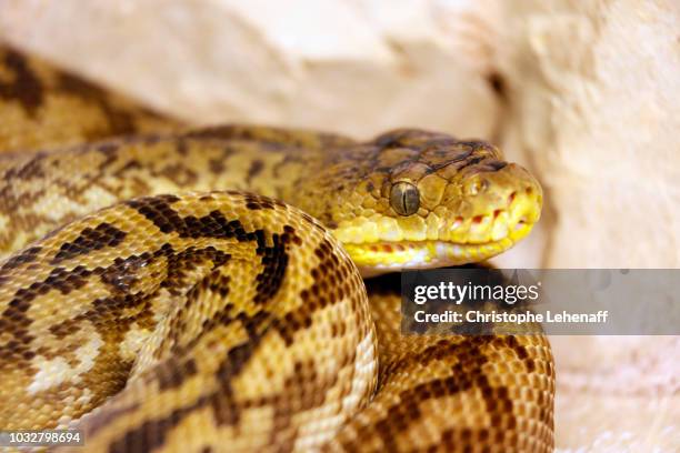 Python Timoriensis Timor Timor Python Photos and Premium High Res Pictures - Getty Images