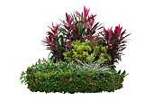 Tropical landscaping garden shrub with various types of plants, bush of foliage (cordyline, dracaena, croton) and flowering (Ixora, red button ginger) isolated on white background with clipping path.