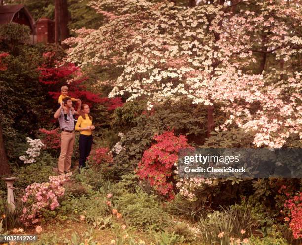 1970s FAMILY 3 MOTHER FATHER SON RIDING DAD’S SHOULDERS STANDING IN SPRING GARDEN FULL OF BLOSSOMS