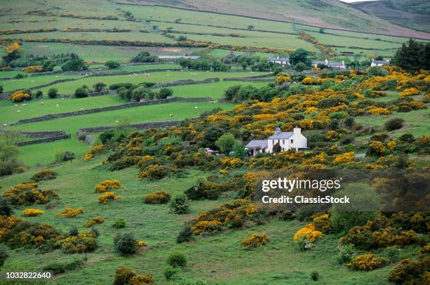 GORSE AND MANX HEDGE DOT THE LANDSCAPE OF ISLE OF MAN