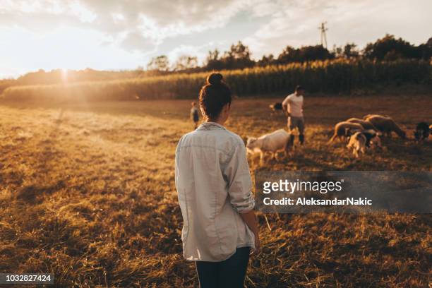 enjoying in sunset at our family farm - sheep walking stock pictures, royalty-free photos & images