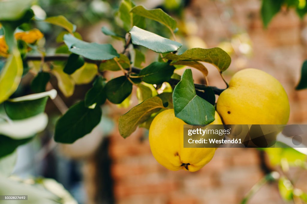 Ripe quinces at tree, close-up