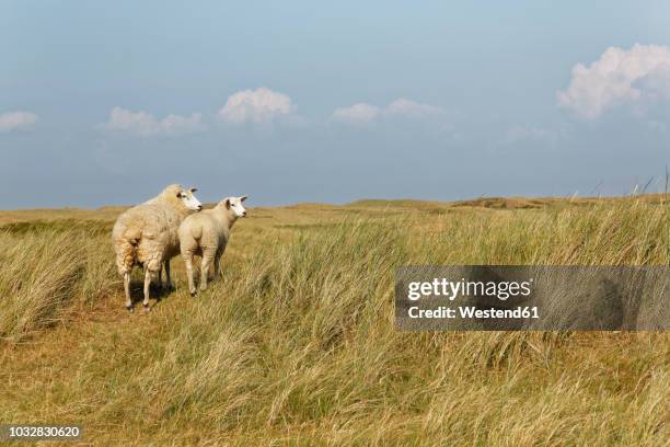germany, north frisia, sylt, sheep on meadow - sylt stock-fotos und bilder