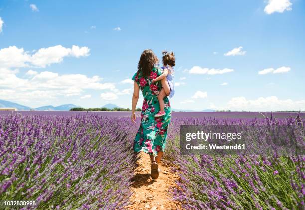 france, provence, valensole plateau, mother and daughter walking among lavender fields in the summer - mujer de espaldas en paisaje fotografías e imágenes de stock