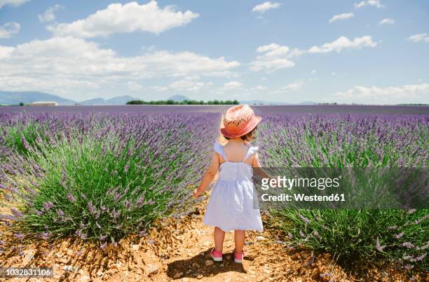 france, provence, valensole plateau, rear view of toddler girl standing in purple lavender fields in the summer - bottomless girl fotografías e imágenes de stock