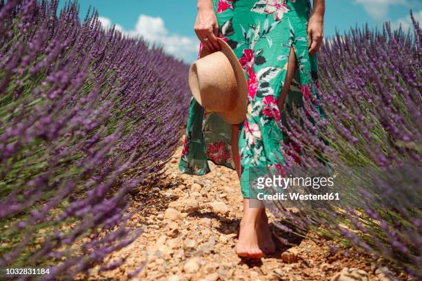 france, provence, valensole plateau, barefoot woman walking among lavender fields in the summer - marché provence photos et images de collection
