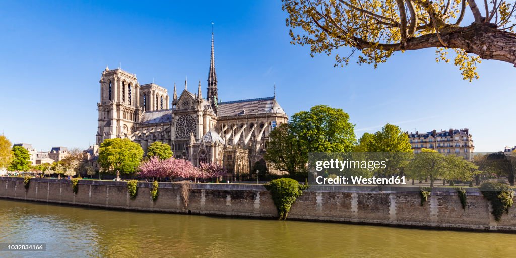 France, Paris, Notre Dame Cathedral at cherry blossom