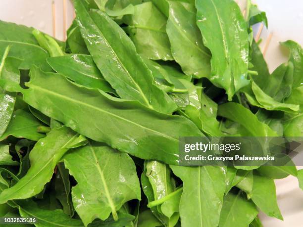 leaves of edible sorrel - sauerampfer stock-fotos und bilder