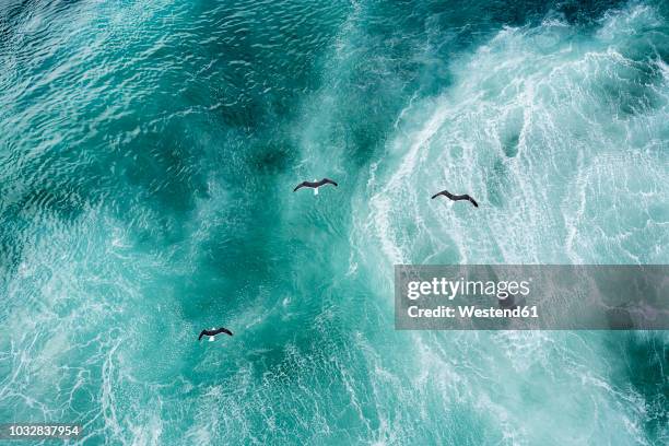 three doves flying over north atlantic - atlantic stock pictures, royalty-free photos & images