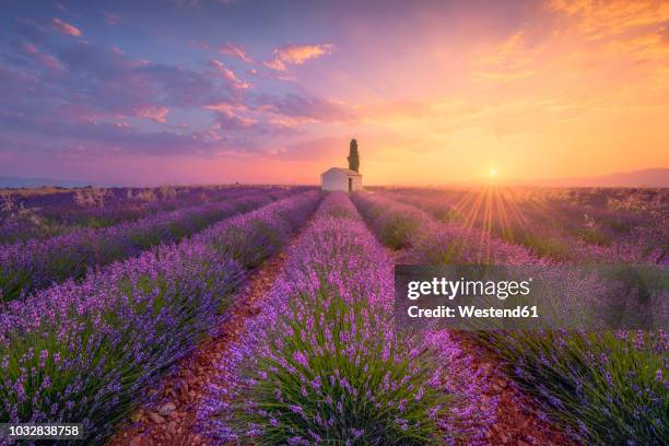 france, alpes-de-haute-provence, valensole, lavender field at twilight - alpes da alta provença imagens e fotografias de stock