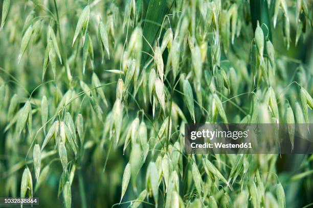 oat spikes, close-up - oat ear stockfoto's en -beelden