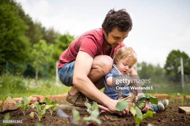 father with his little son in the garden planting seedlings - father and son gardening stock pictures, royalty-free photos & images