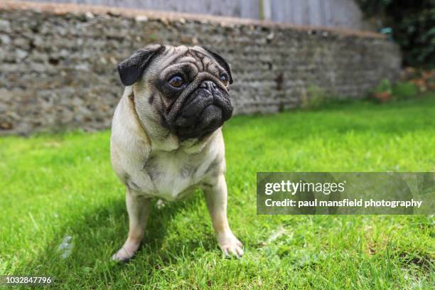 pug in garden - möpse stock-fotos und bilder