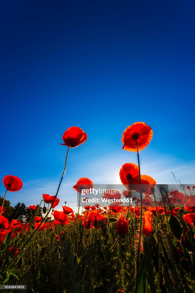 Poppy field at sunlight