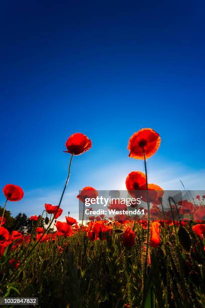 poppy field at sunlight - poppy field stockfoto's en -beelden