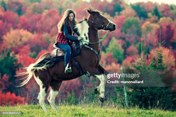 vaquera hace su caballo parado sobre sus patas traseras - caballo enfadado fotografías e imágenes de stock